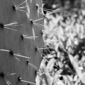 Im Garten 20190428 161110 Frankreich