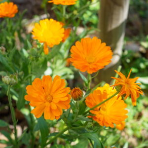 Im Garten 20190428 161213 Frankreich