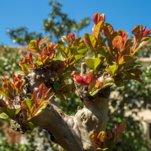 Im Garten 20190428 161737 Frankreich