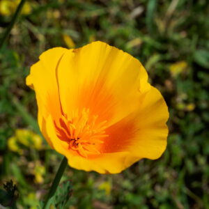 Im Garten 20190428 162305 Frankreich