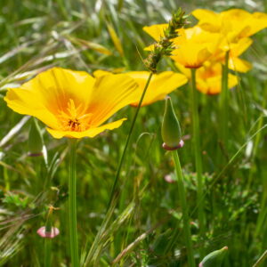 Im Garten 20190428 162427 Frankreich