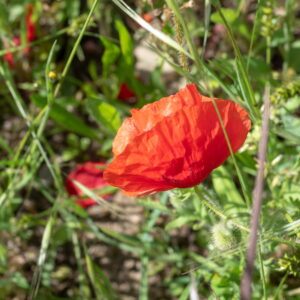 Im Garten 20190428 162451 Frankreich