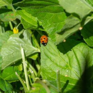 Im Garten 20190428 162748 Frankreich