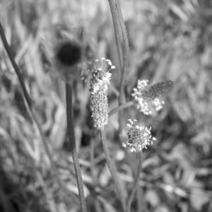 Im Garten 20190428 163005 Frankreich