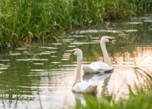 Schwäne in den Wettern 20190722 214924 Stoerche und Schwaene scaled