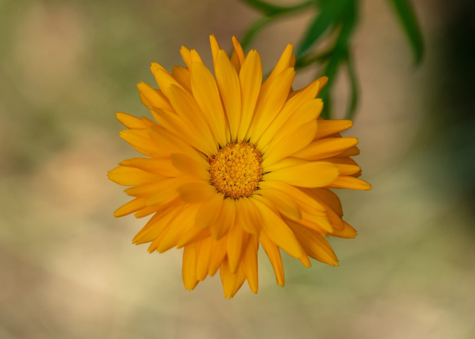 20190728 170916 Sommergarten