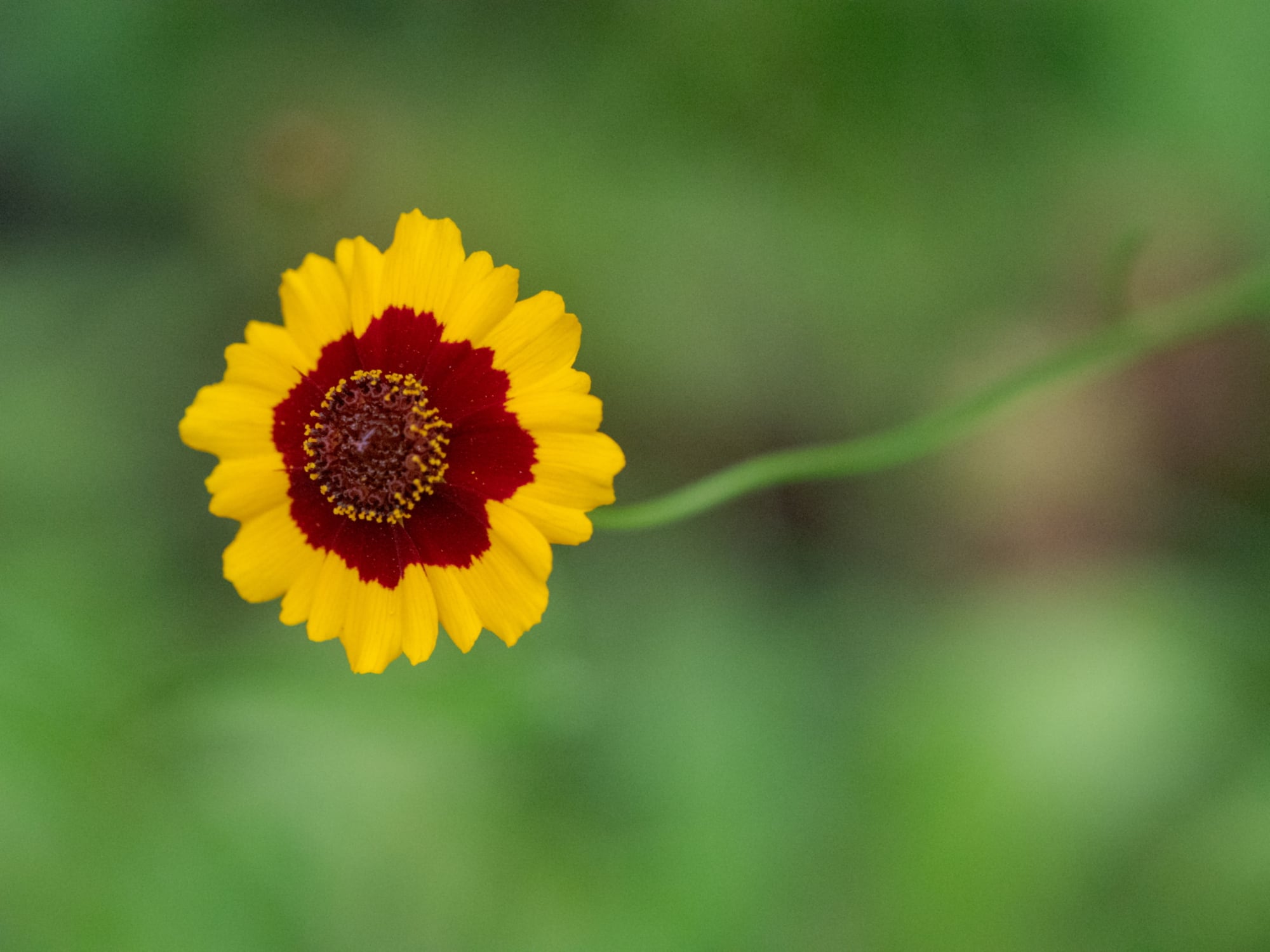 20190728 210731 Sommergarten