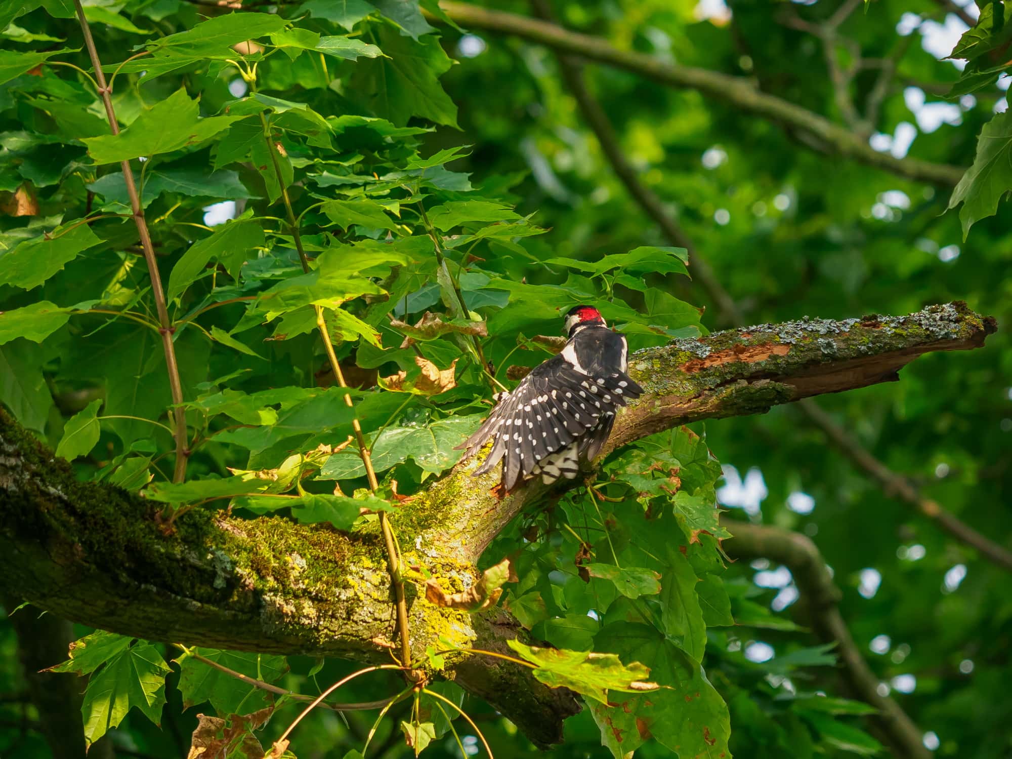 20190816 185301 Specht