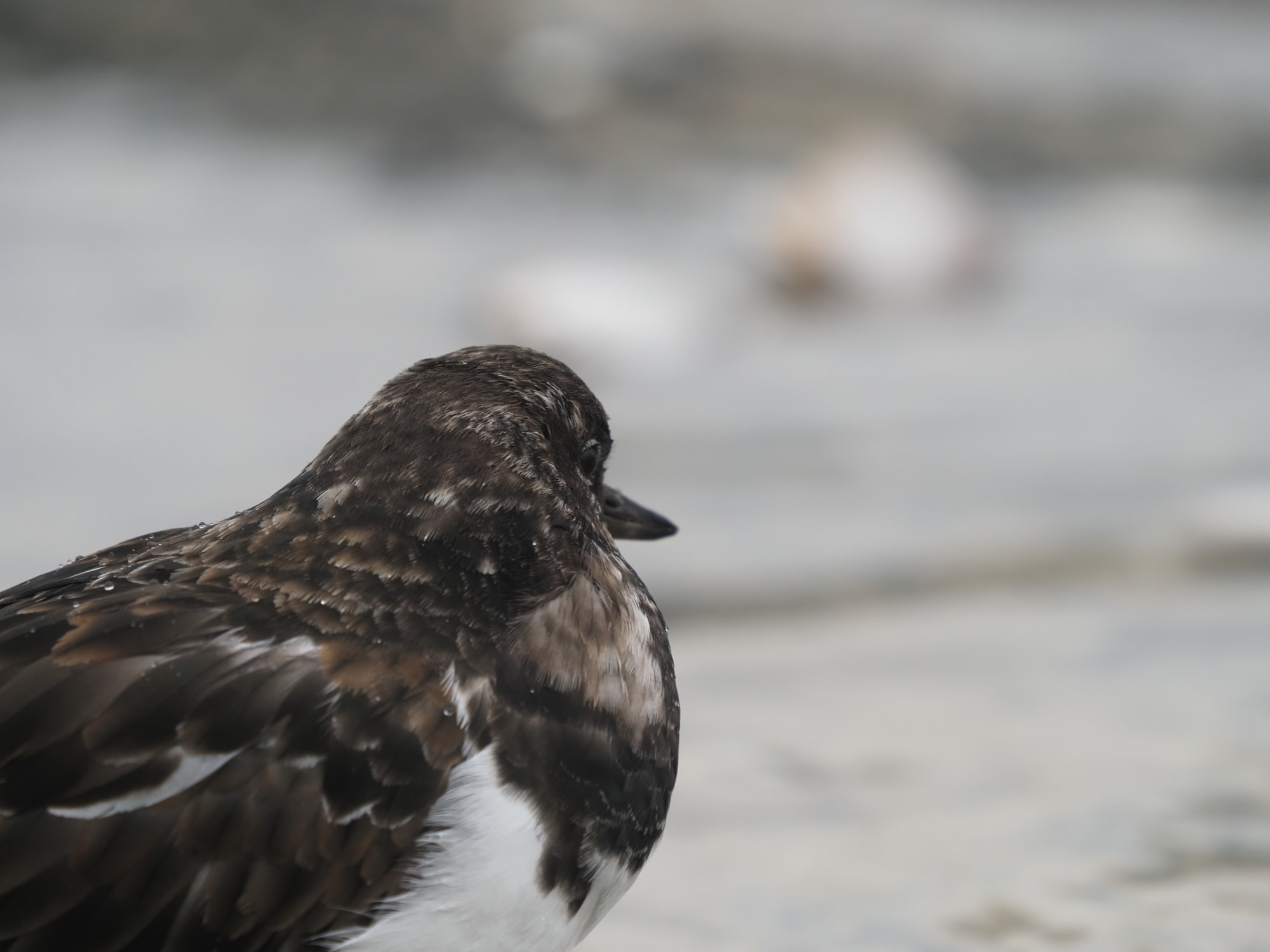 20191114 141339 Cornwall 1