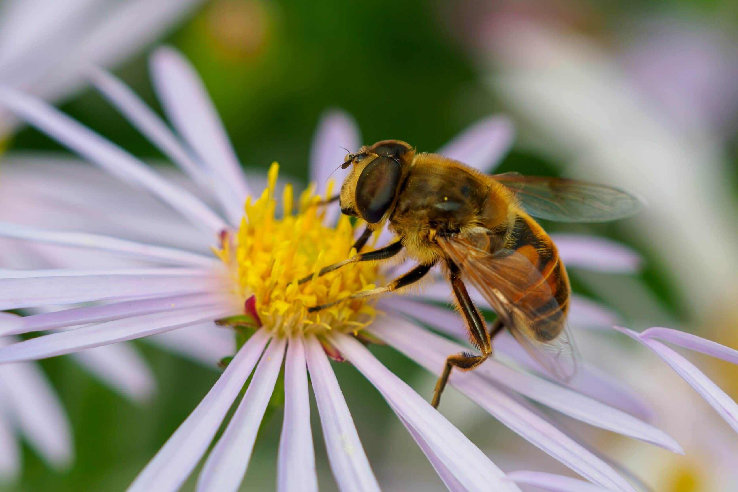 Bienchen und Blümchen (2) 20200829 161613 Botanischer Garten scaled