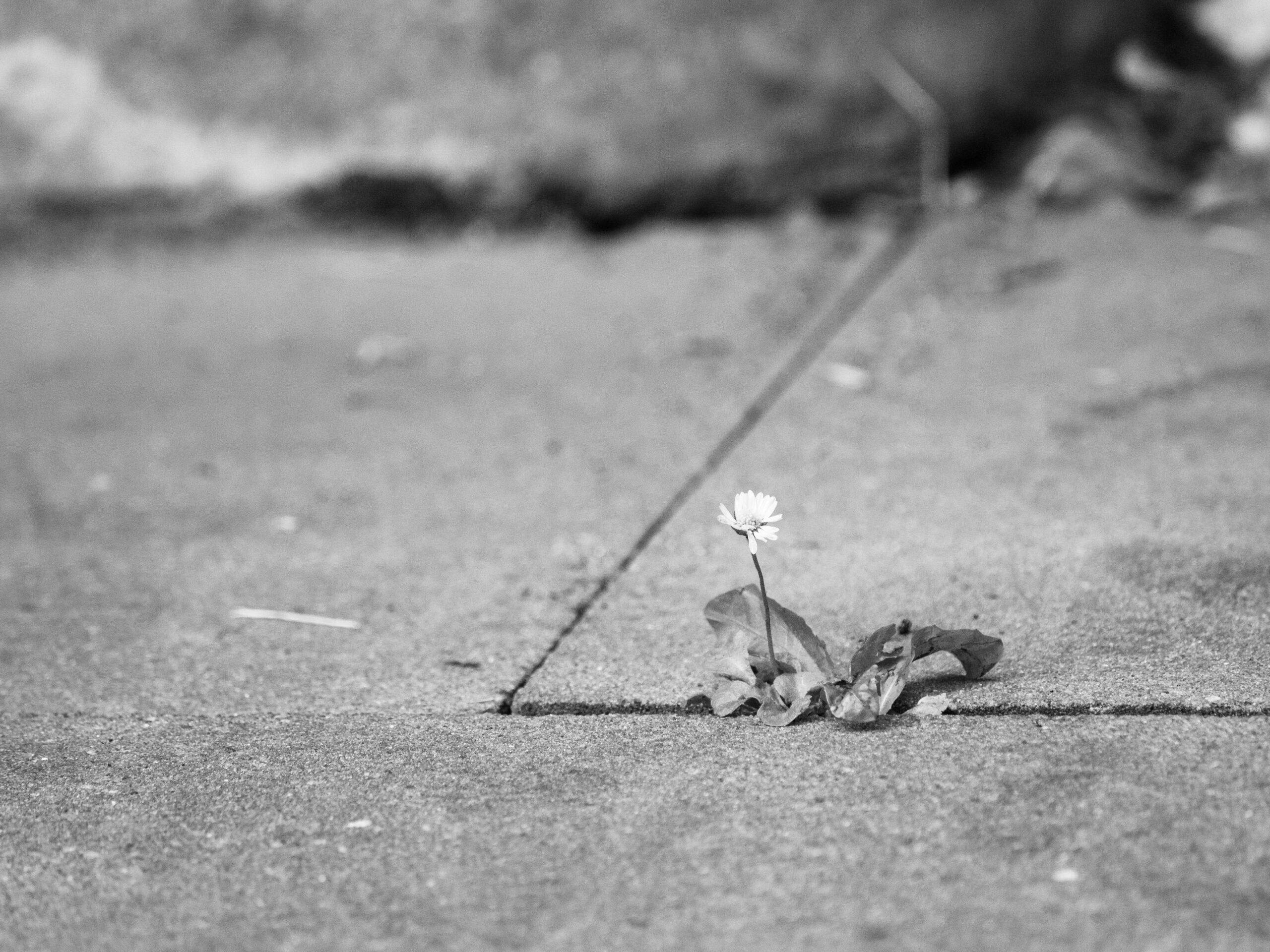 P7250006 scaled