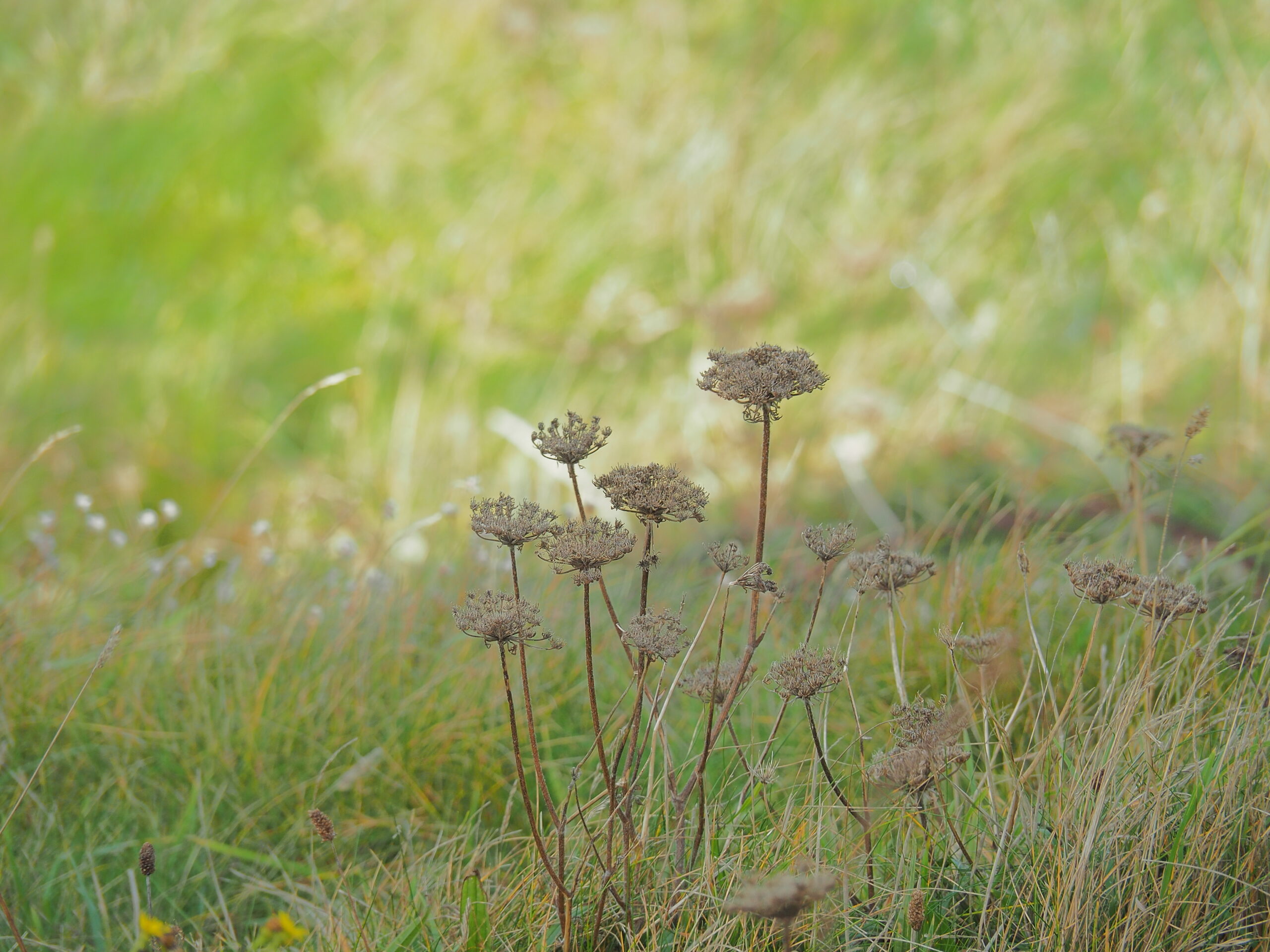 20160929 125753 Penwith scaled