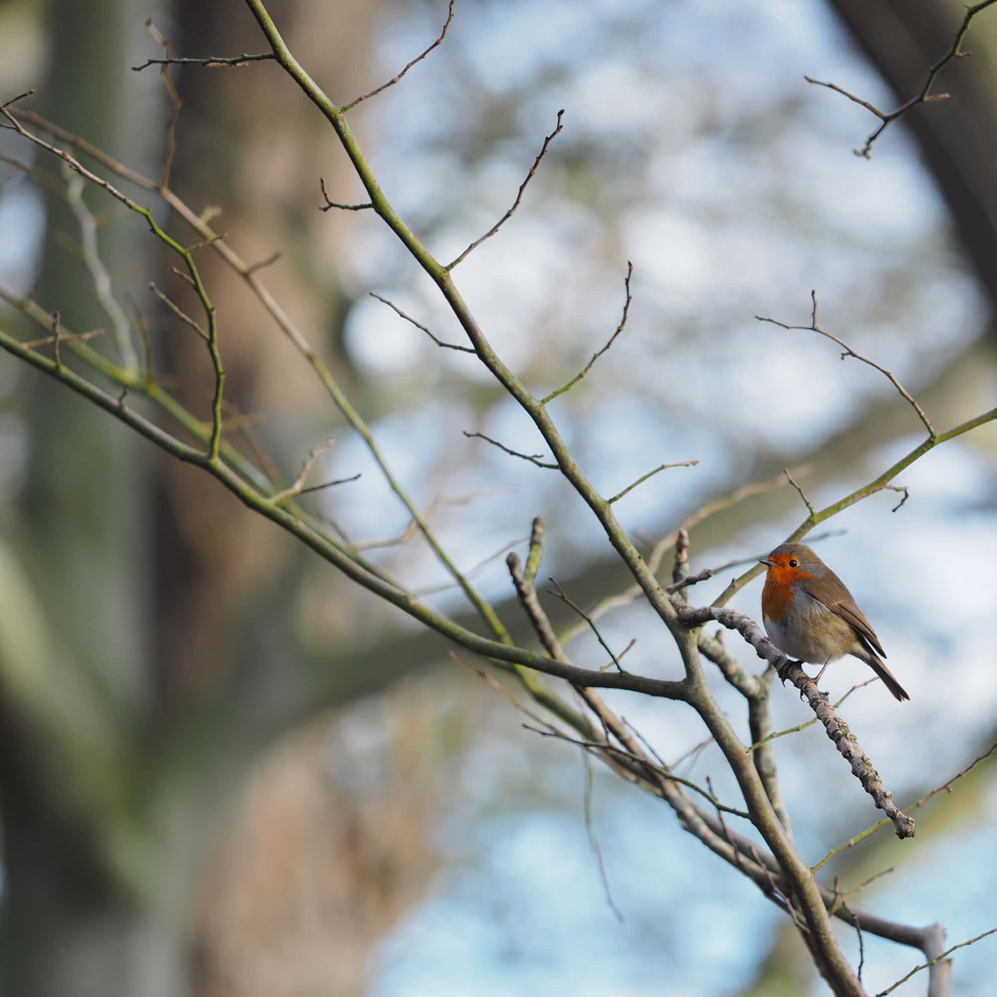 Robin 20180131 123057 Fife