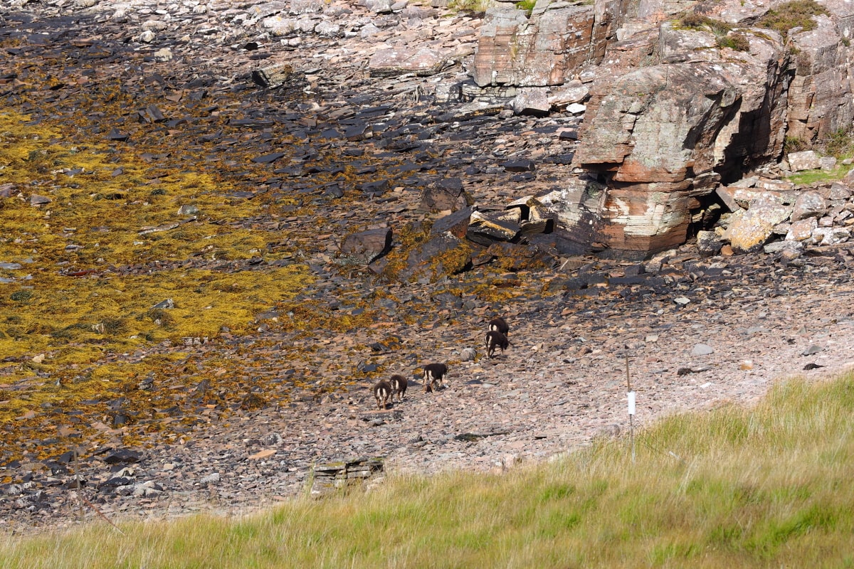 Küstenziegen 20180914 142503 Schottland