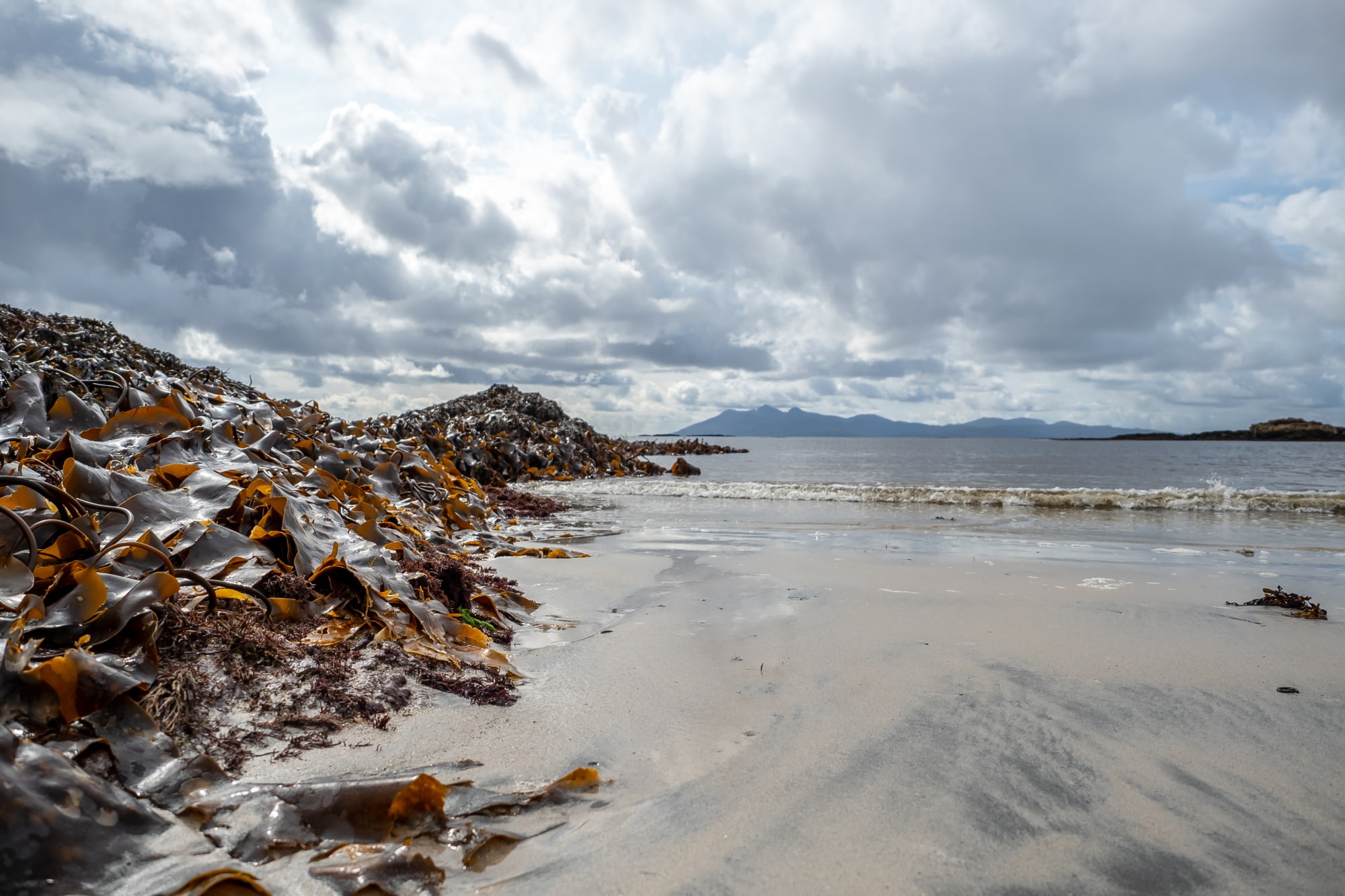 Seetanghaufen 20190901 140935 Skye
