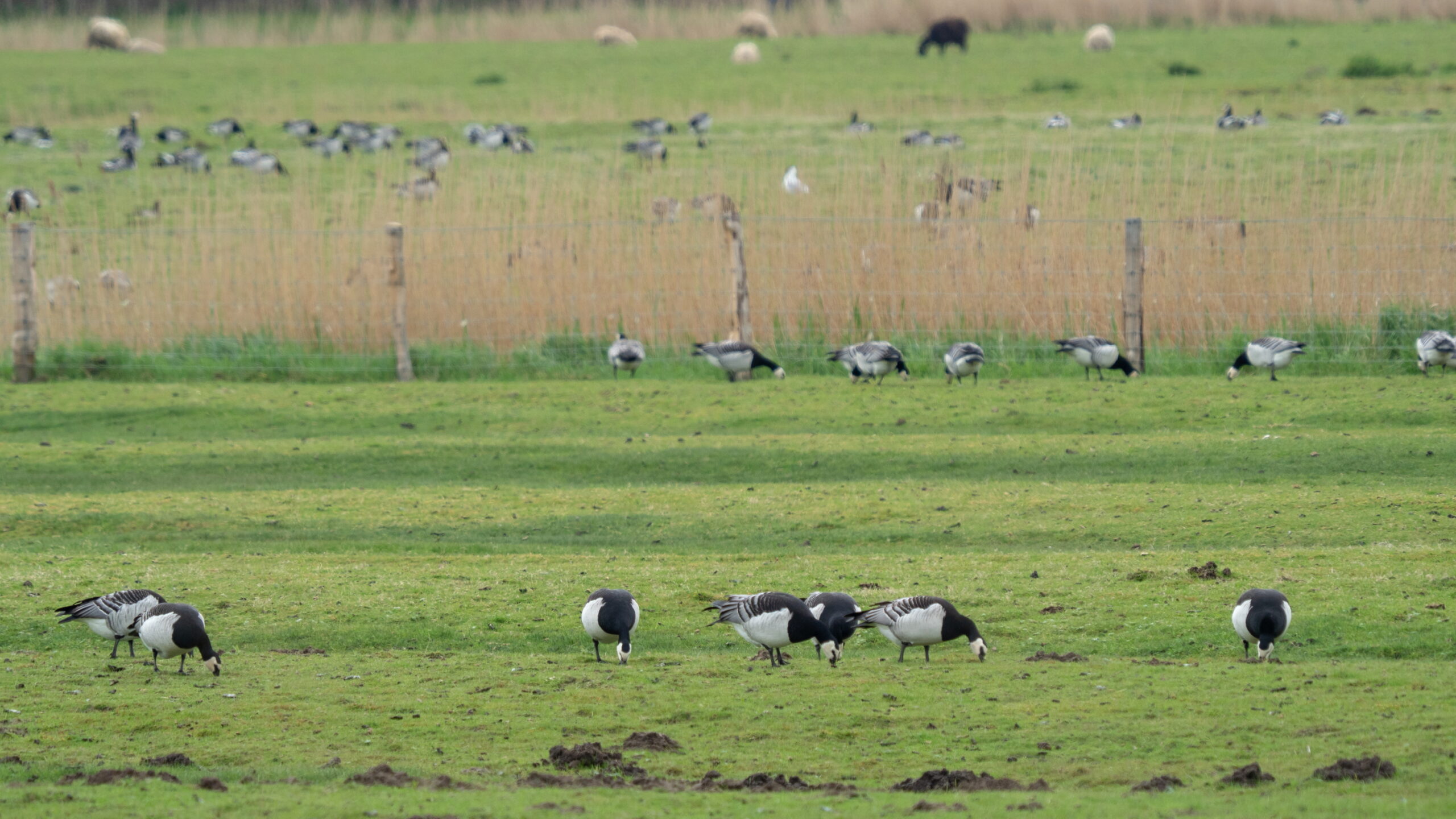 20210515 113115 Westerhever Deich scaled