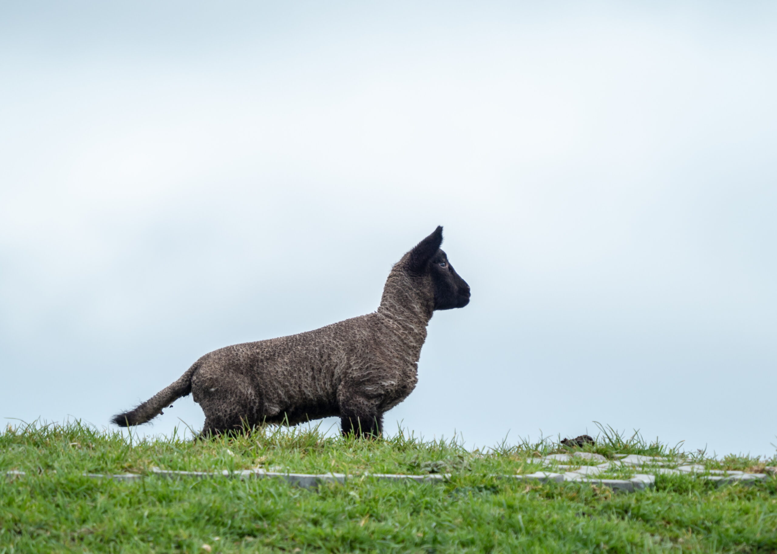 20210515 113808 Westerhever Deich scaled