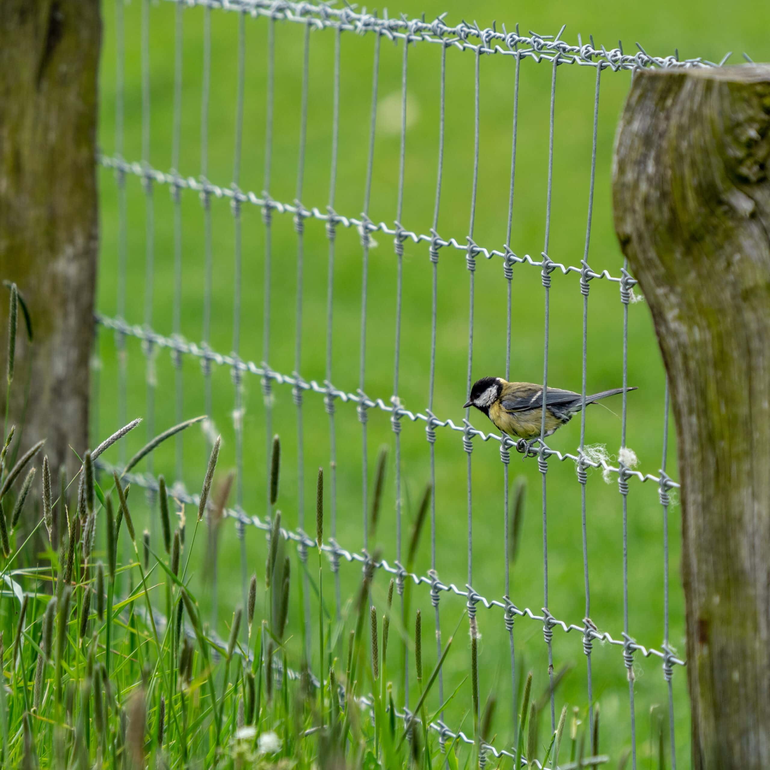 20210515 125341 Westerhever Deich scaled