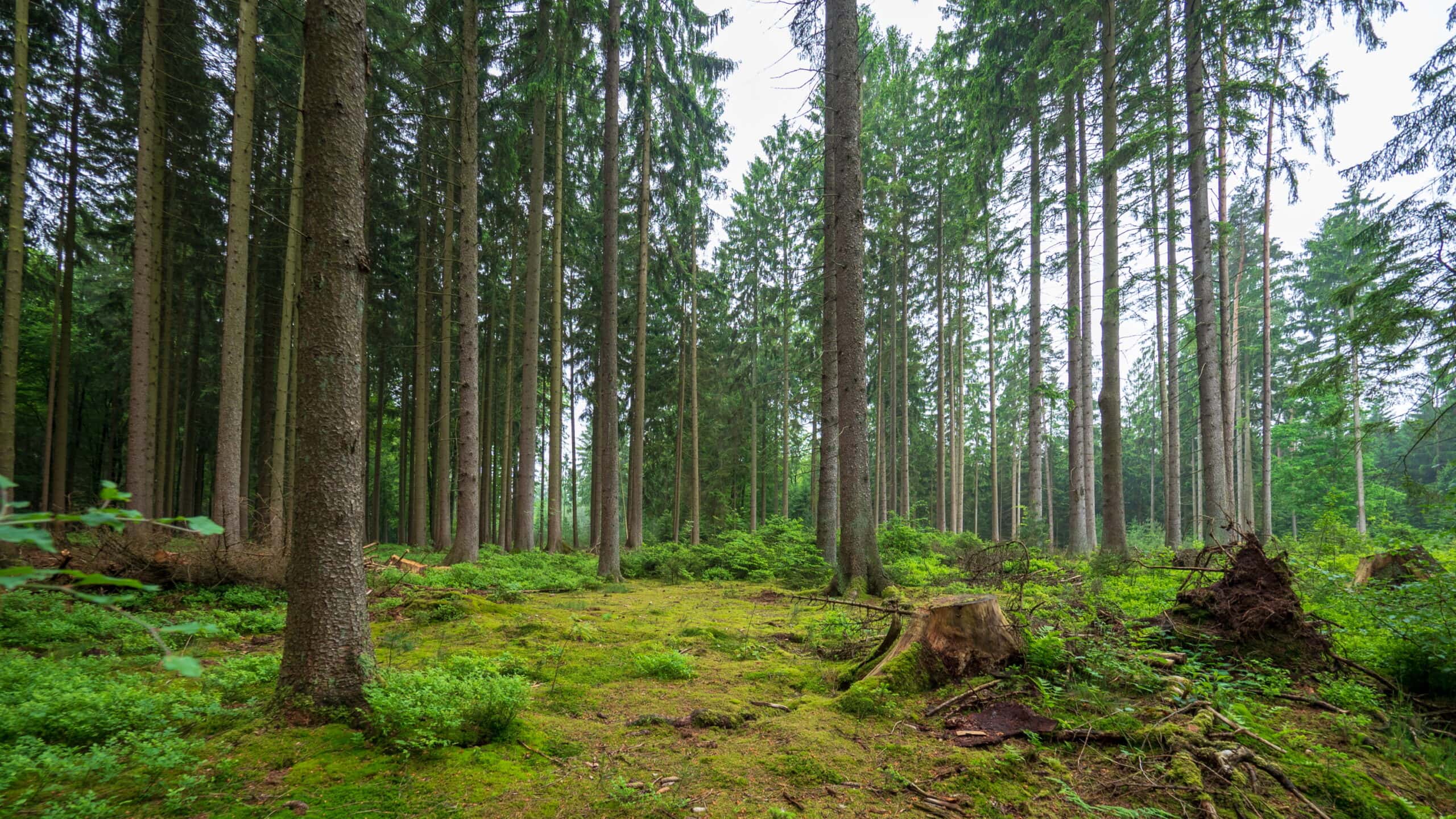 20210606 151827 Heidewanderung scaled