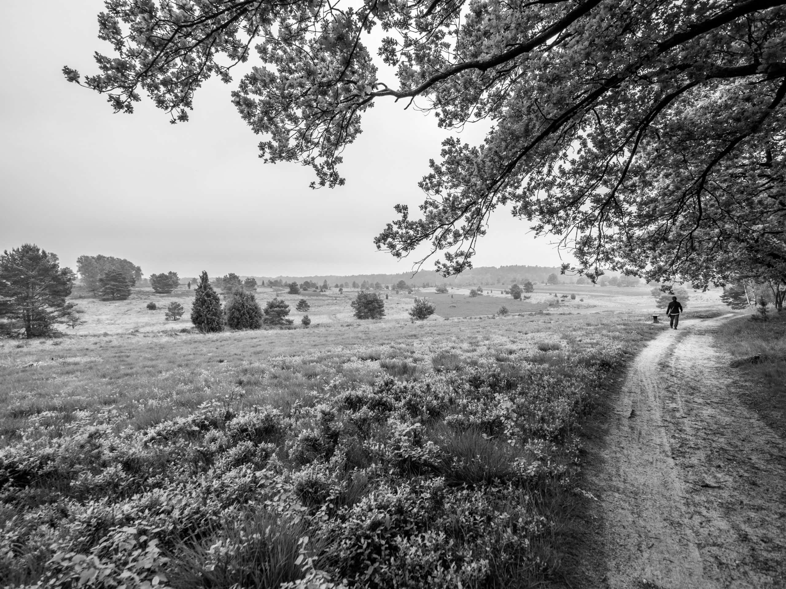 20210606 153344 Heidewanderung scaled