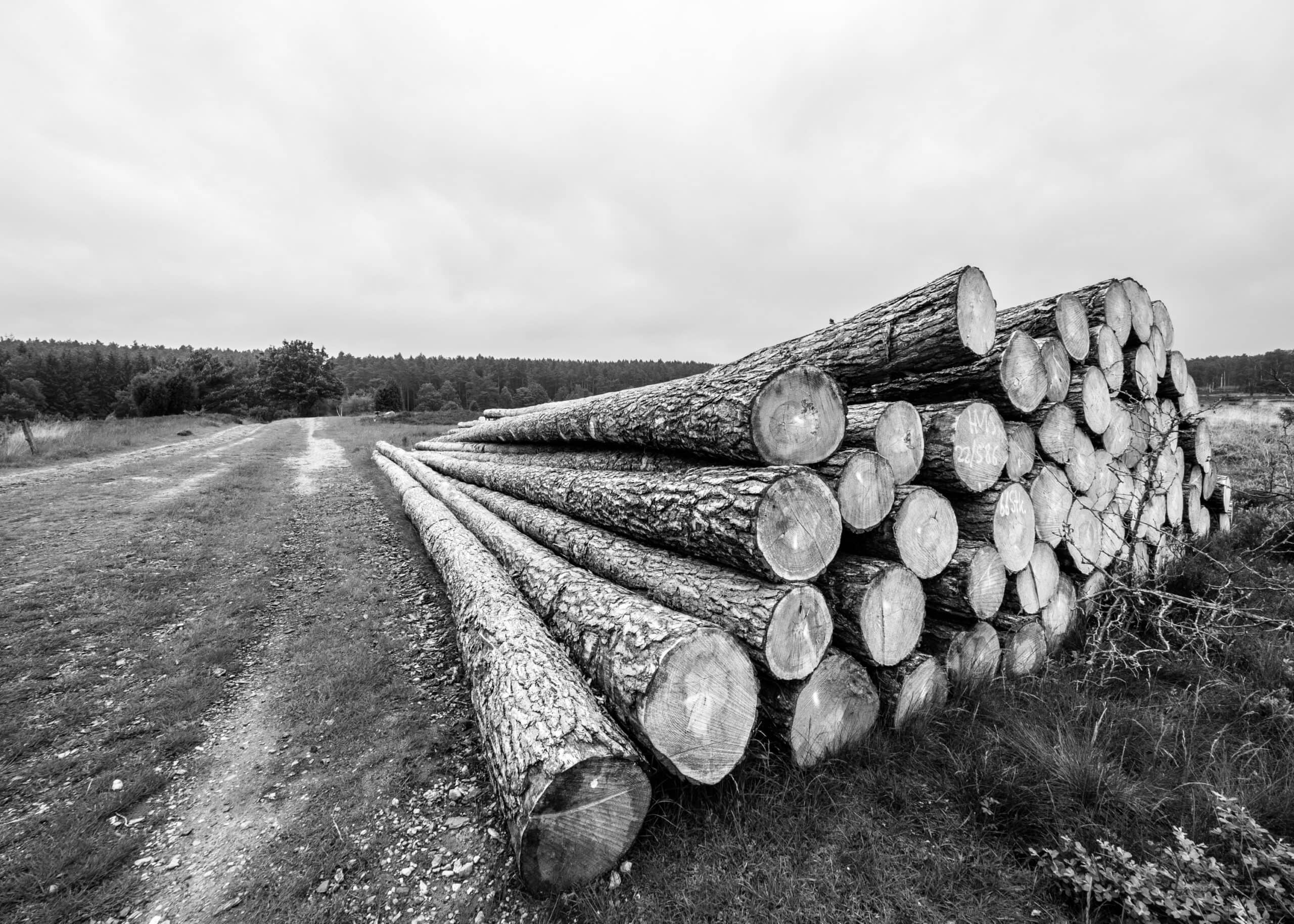 20210606 154838 Heidewanderung scaled