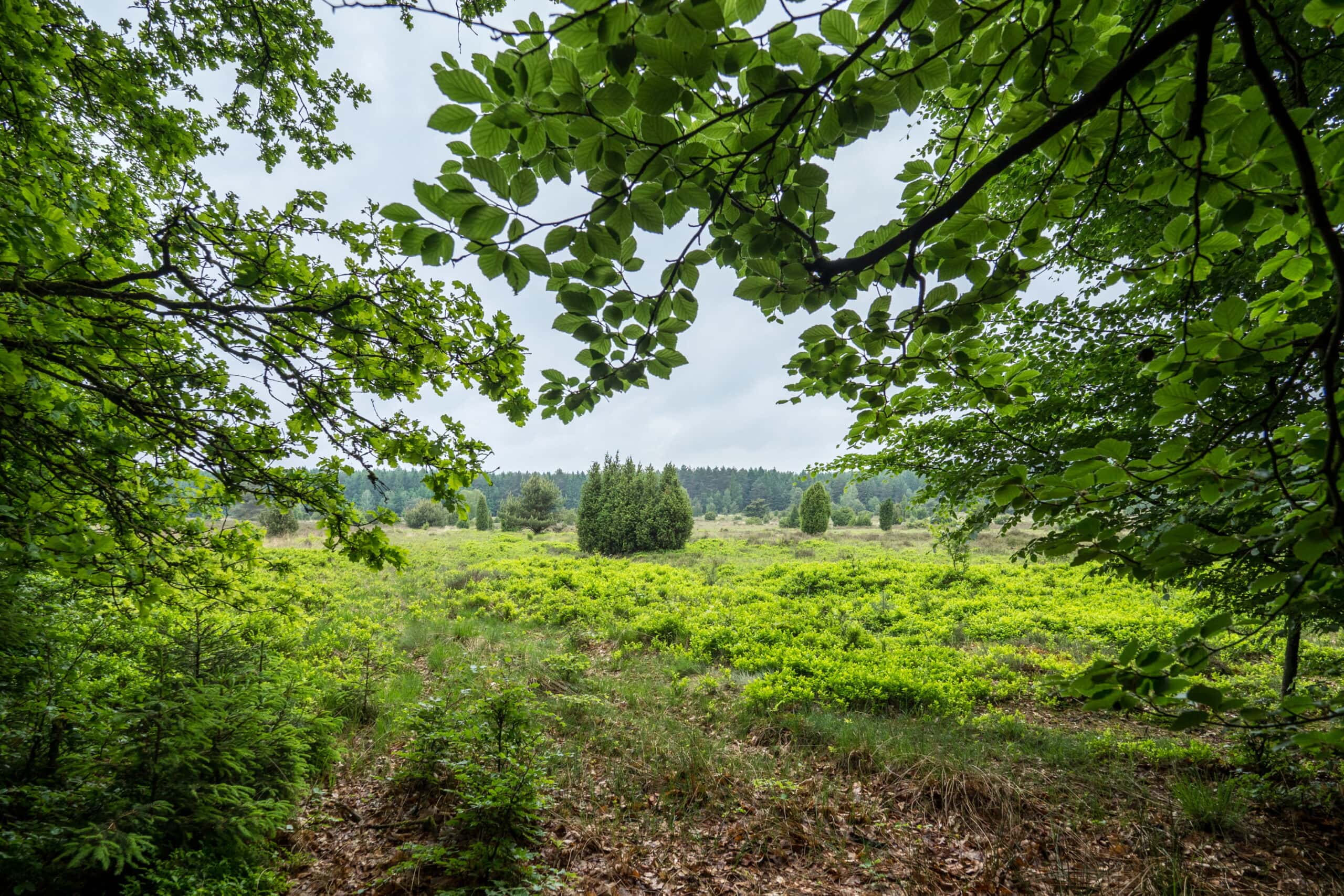 20210606 160012 Heidewanderung scaled