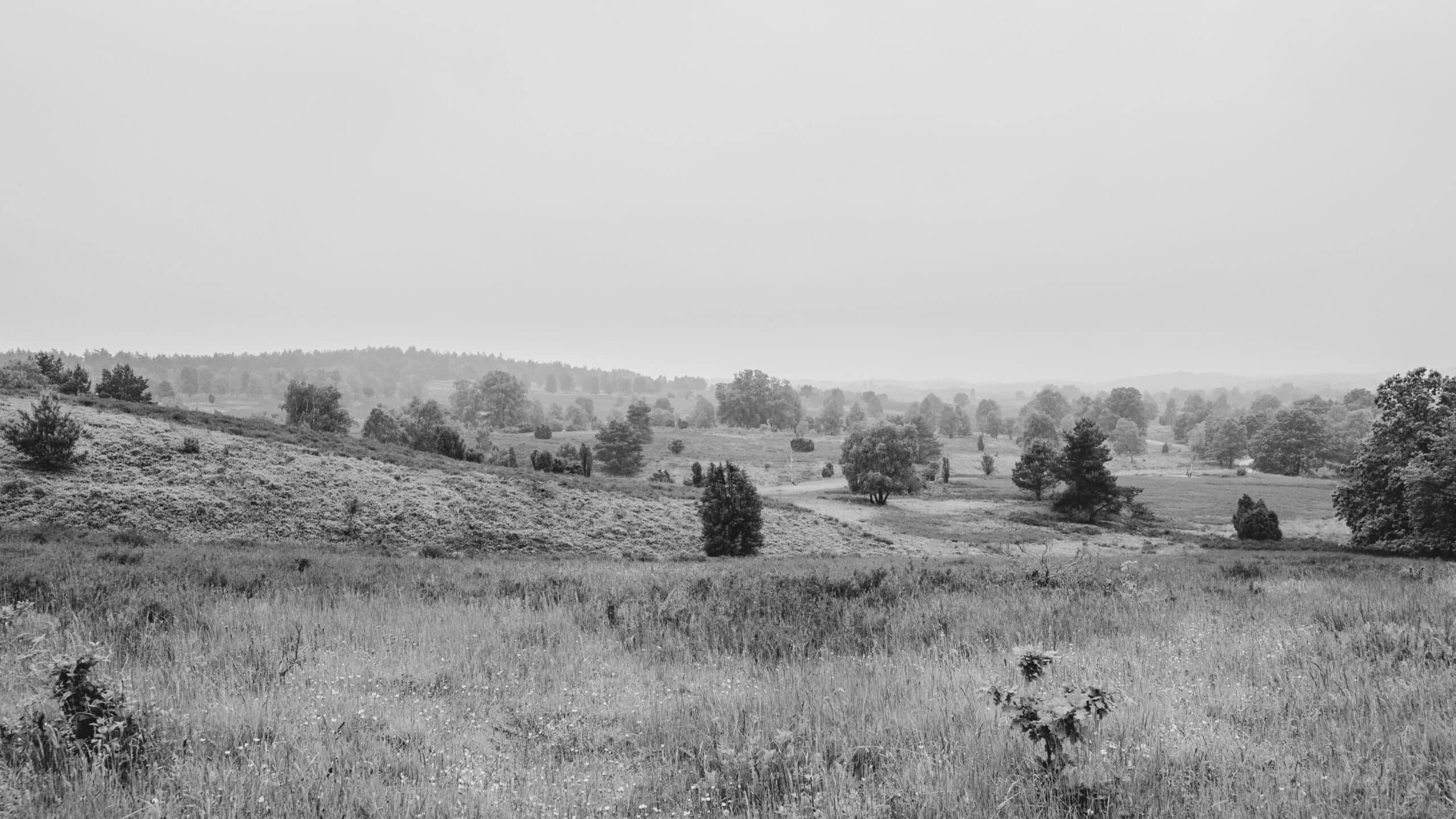 20210606 164330 Heidewanderung scaled