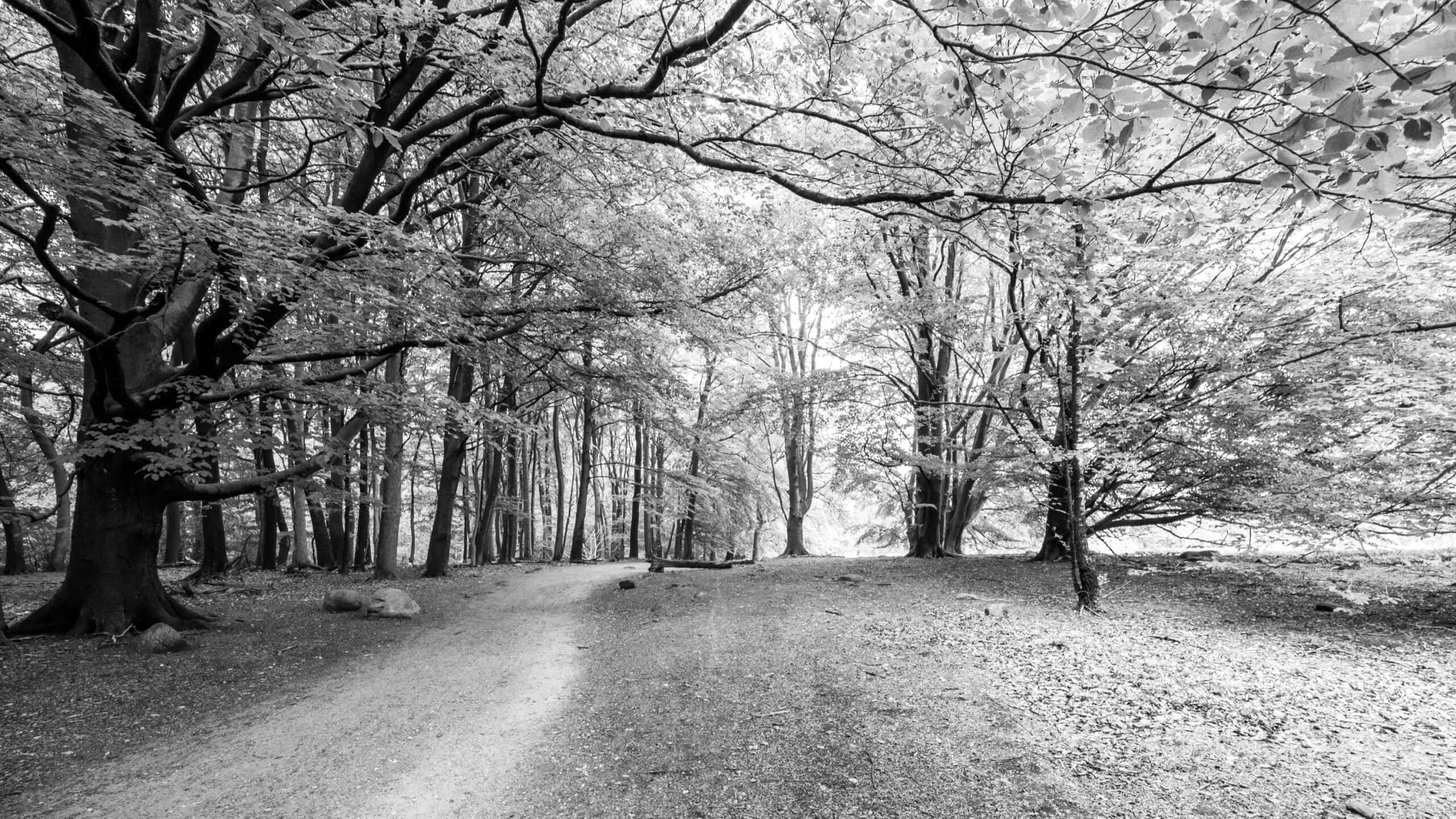 20210606 170003 Heidewanderung scaled