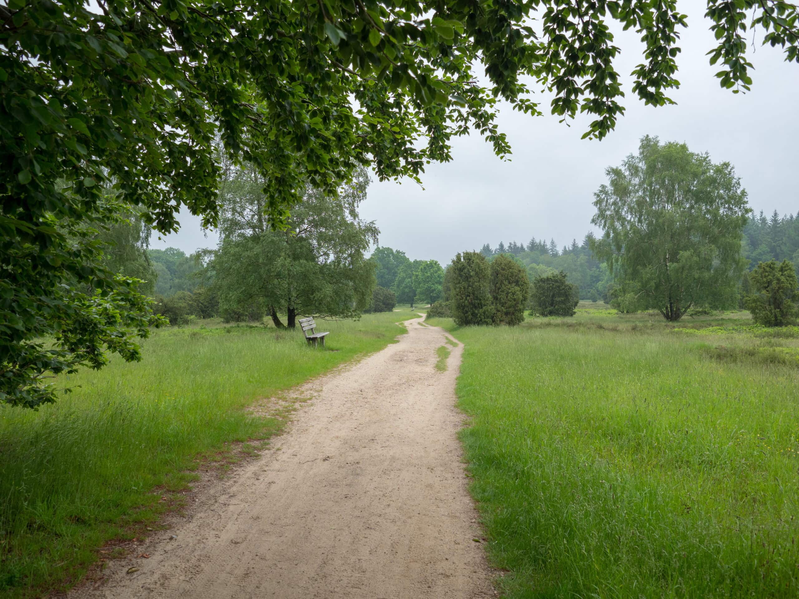 20210606 170628 Heidewanderung scaled