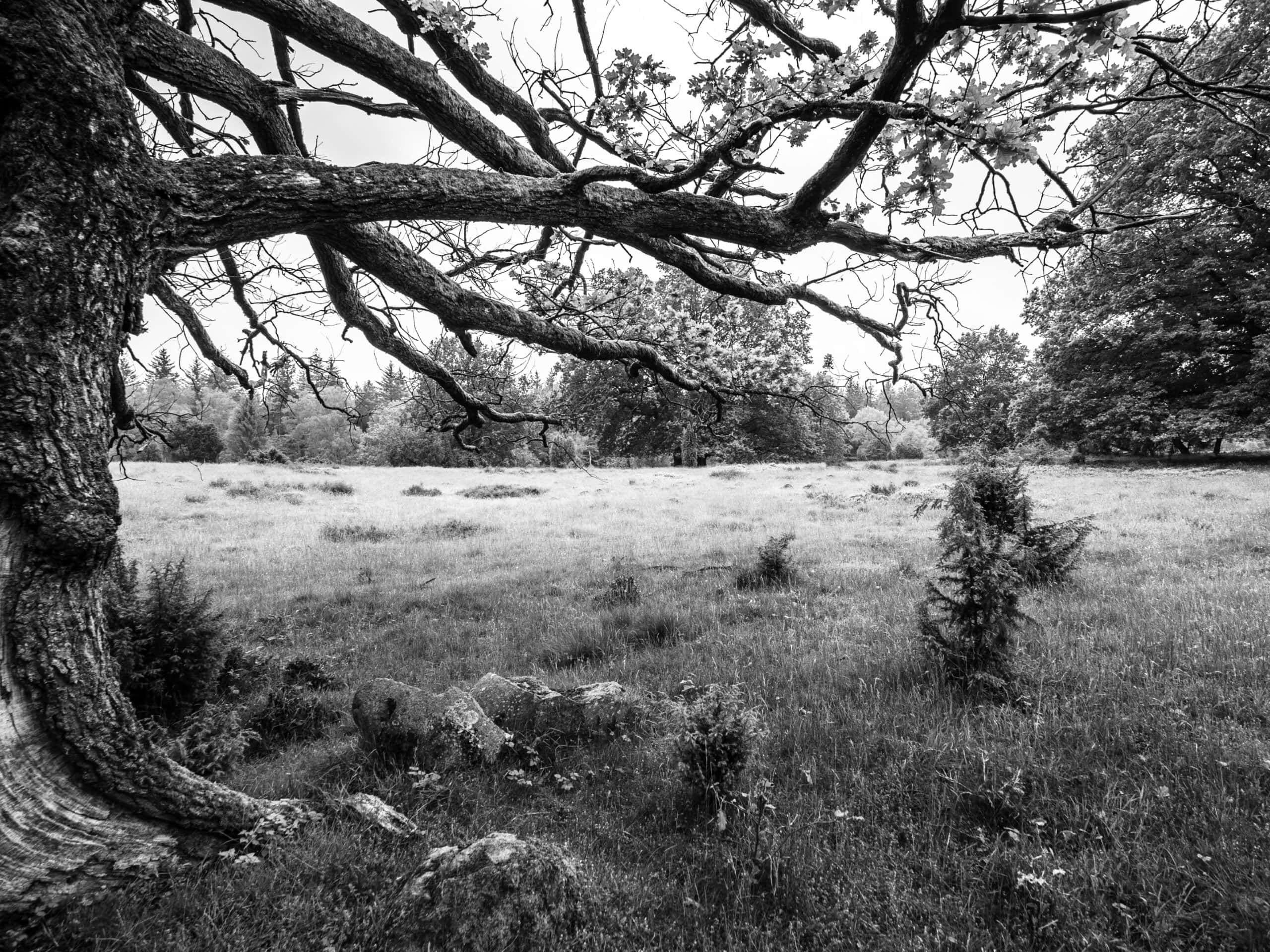 20210606 171513 Heidewanderung scaled