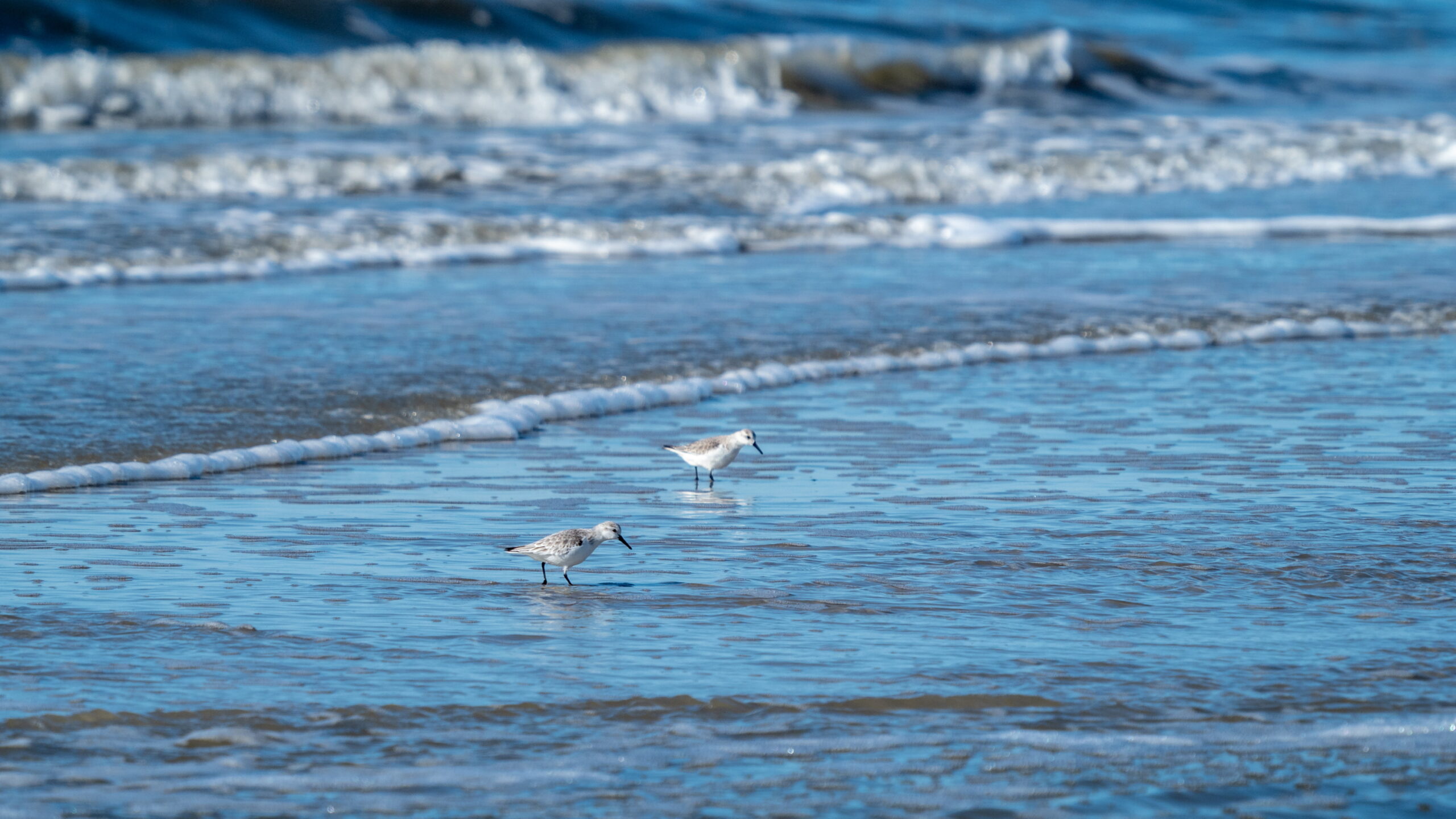 20220307 123024 Amrum scaled