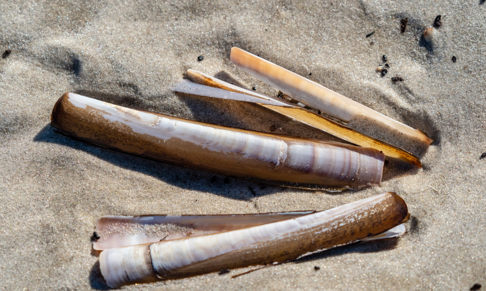 Strandmuschel
