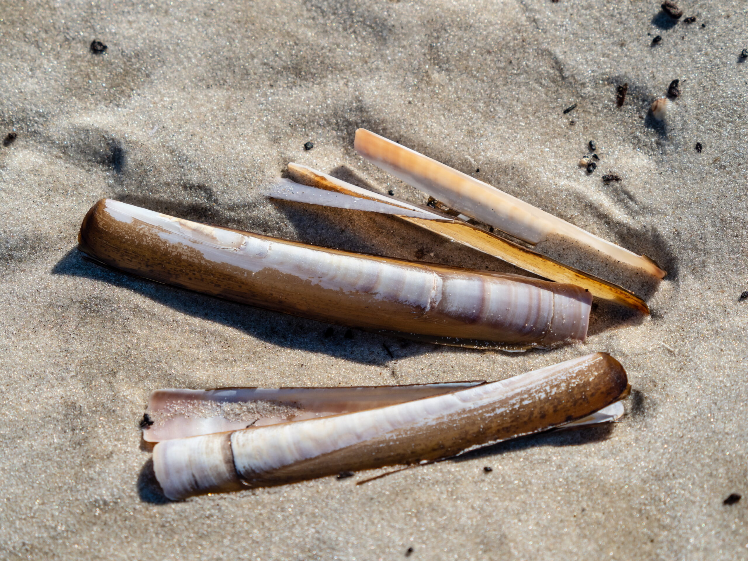 20220307 124443 Amrum scaled