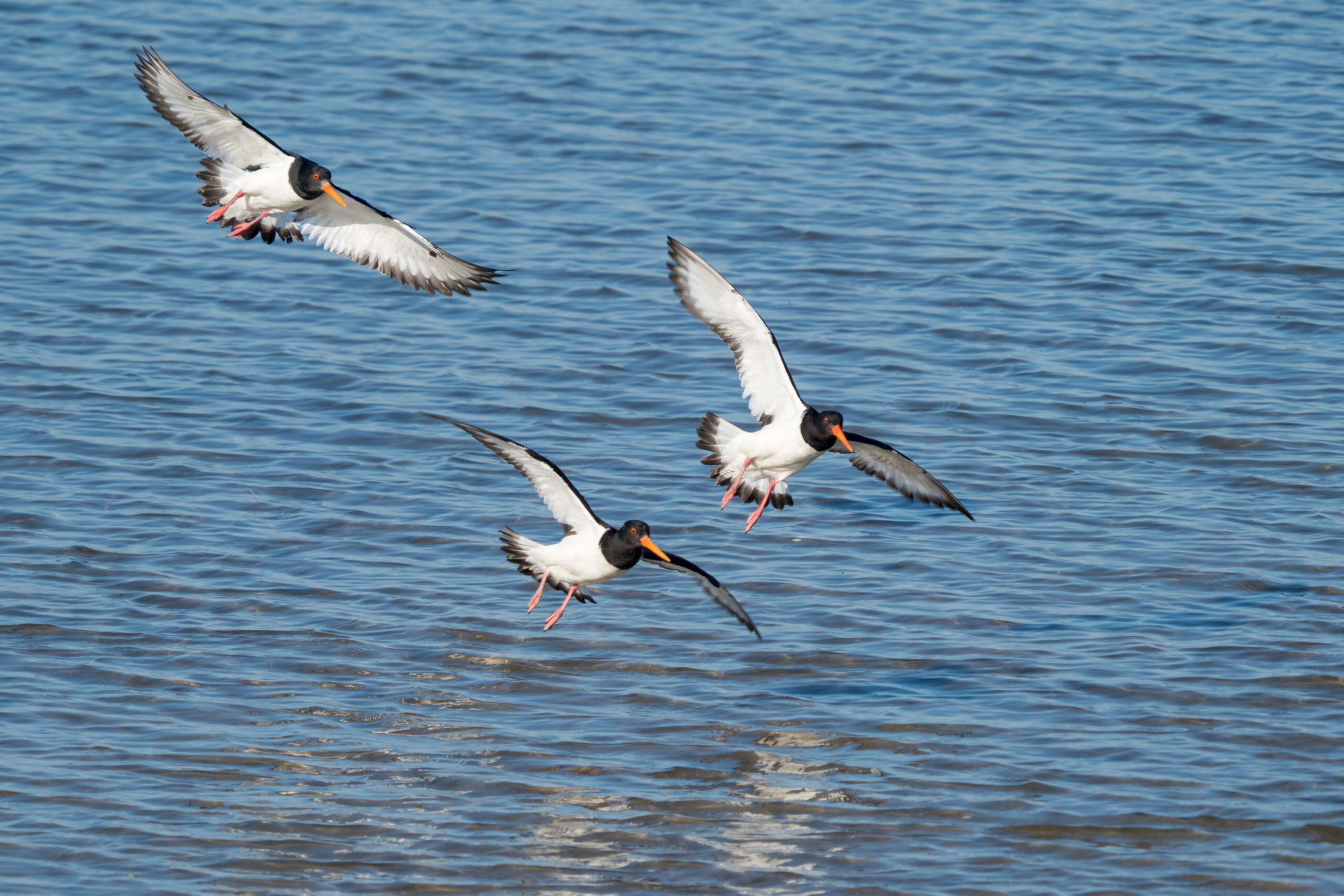 20220309 150750 Amrum scaled