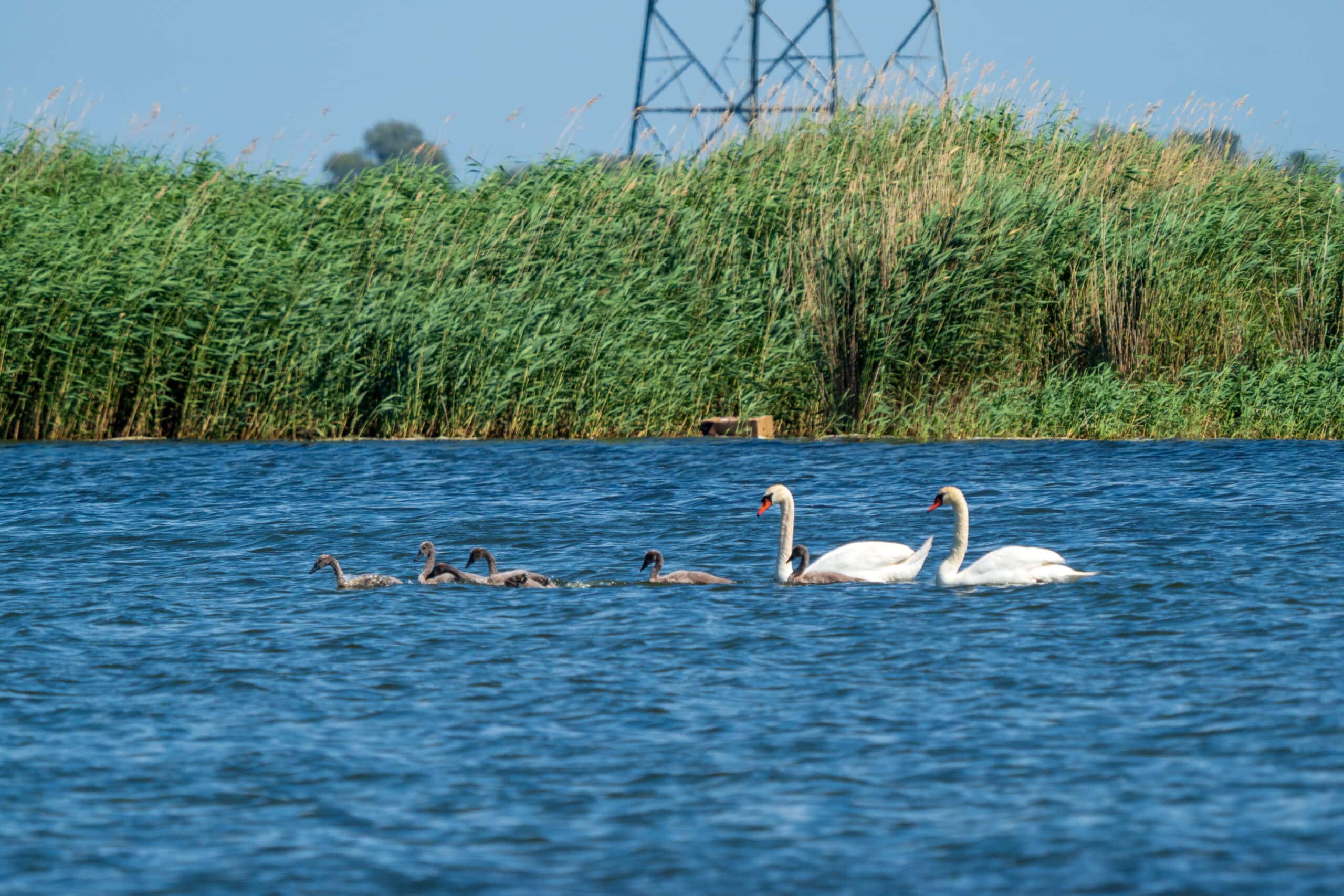 Schwanenfamilie 20230624 140333 Kroeslin scaled