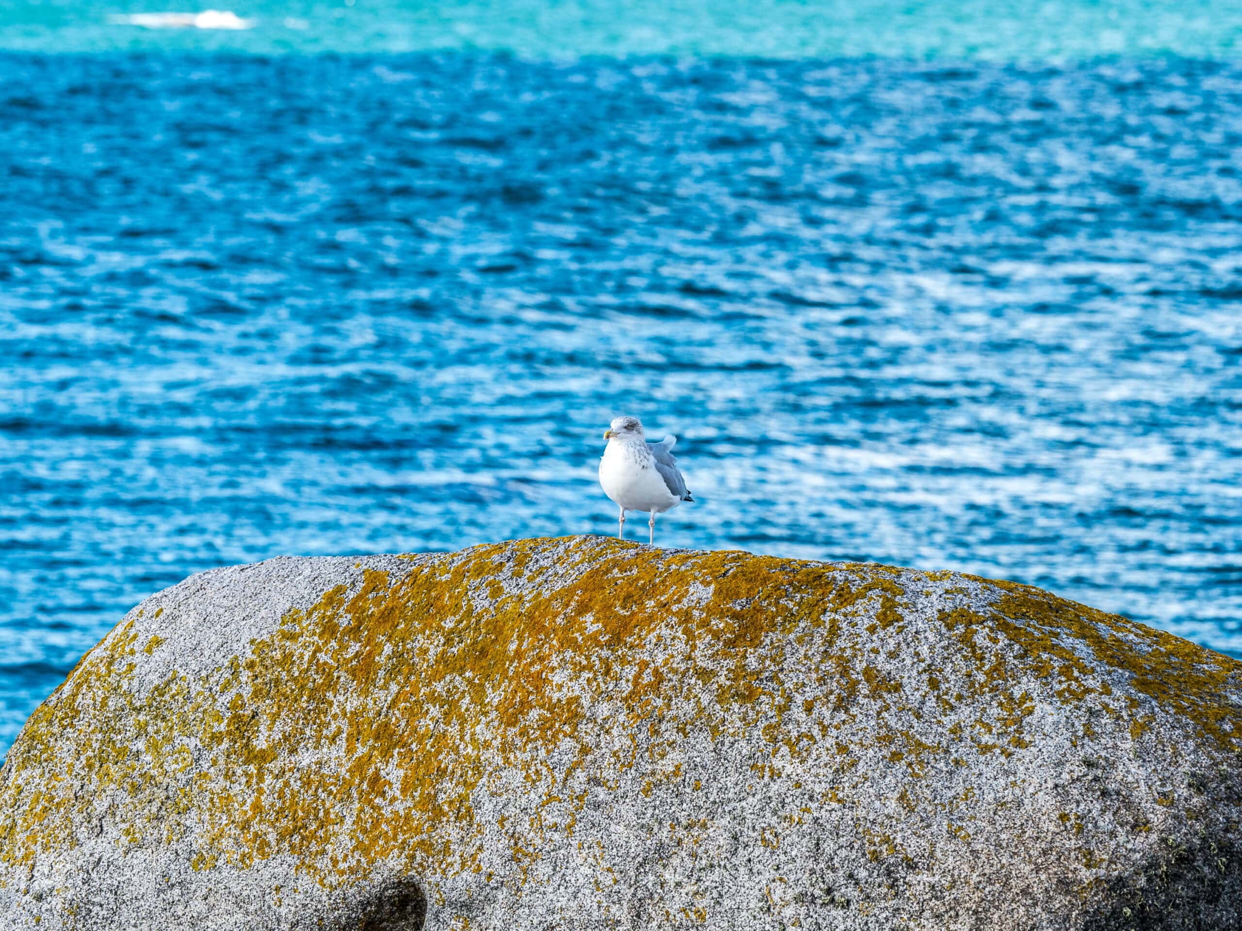 Möwe 20231022 131949 Concarneau scaled